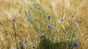 Kornblume im Feld