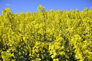 Raps, blühend (1)