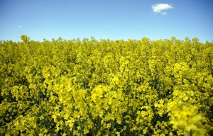 Raps, blühend (3)