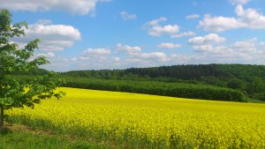 Raps, blühend, EdigerHöh