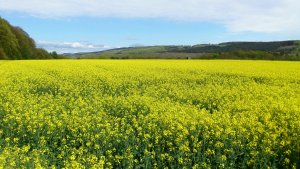 Raps, blühend, Neefer Höh