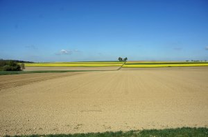 Raps und andere Felder