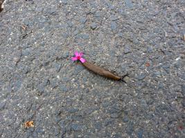 Schnecke mit Blüte