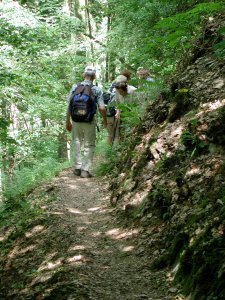 Wanderpfad, Wald, Sommer