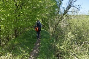 Wanderweg Eltzbachtal (2)
