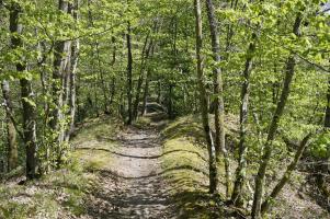 Wanderweg Eltzbachtal (4)