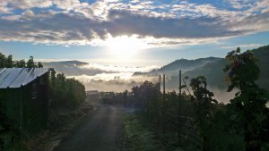 Weinberg Alf Gegenlicht