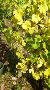 Weinberg mit reifen Trauben in Alf