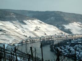 Weinberge, Winter, Zell