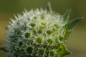 Acker Witwenblume mit Morgentau