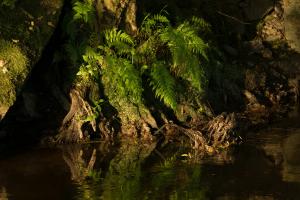 Alfbach bei Alf 4