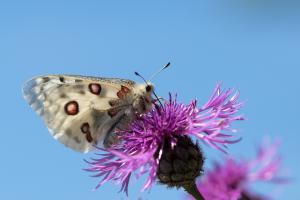 Apollofalter (2)
