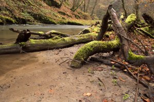 Baybachtal im Herbst (2)
