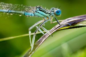 Blaue Federlibelle mit Morgentau