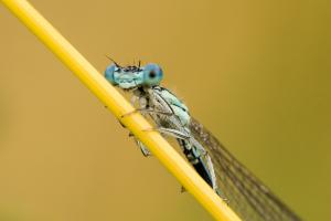 Blaue Federlibelle