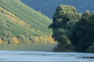 Der Wächter (bei Briedel)