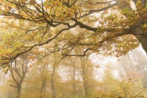 Eiche im Nebel