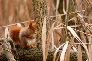Eichhörnchen im Schilf