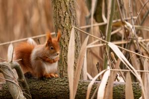 Eichhörnchen im Schilf
