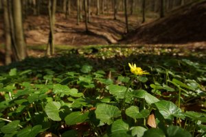 Erstes Grün Scharbockskraut