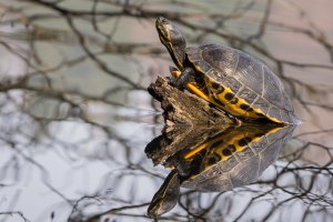 Gelbbauch Schmuckschildkröte im Pulvermaar
