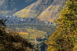 Goldener Herbst bei Bremm 1