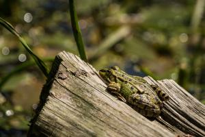 Grasfrosch