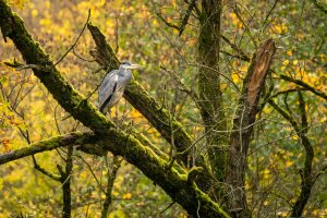 Graureiher am Alfbach