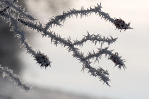 Hagebutten im Frost