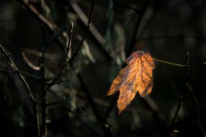 Herbstimpression