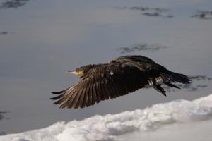 Kormoran bei Moseleis