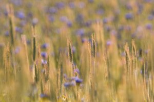 Kornblumen