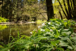Lieser im Mai