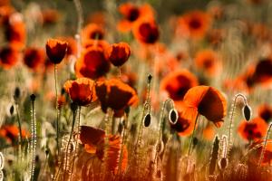 Mohn im Gegenlicht (2)