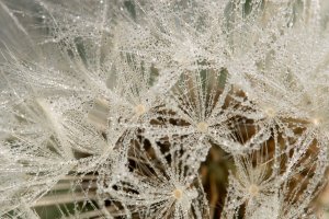 Pusteblume mit Morgentau
