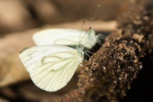 Rapskohlweißling