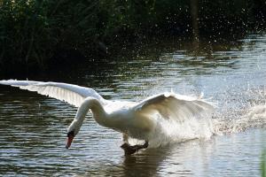 Schwan bei Taubengrün