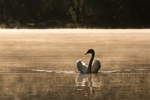 Schwan im Morgendunst