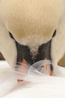 Schwan
