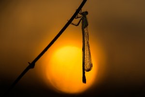 Sonnenanbeter