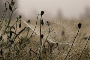 Spinnennetz mit Morgentau und Mohn