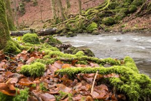 Strohner Schweiz (2)