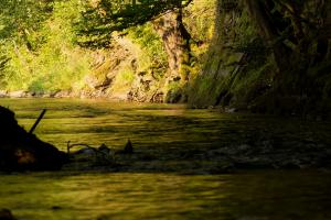 Üßbach bei Alf 1