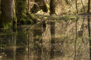Wald unter, Nähe Sangweiher