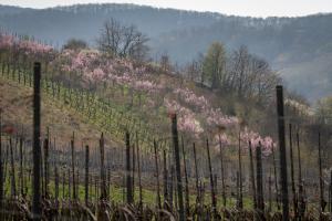 Weinbergspfirsich in Blüte