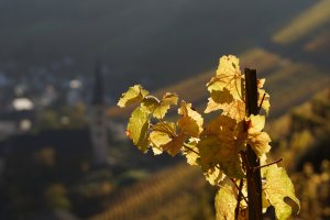 Weinherbst bei Bremm