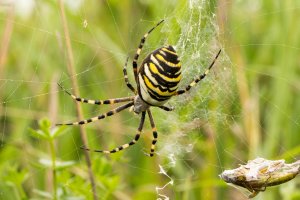 Wespenspinne